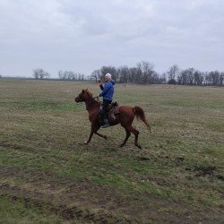 Felhasználó
