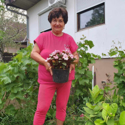 Felhasználó